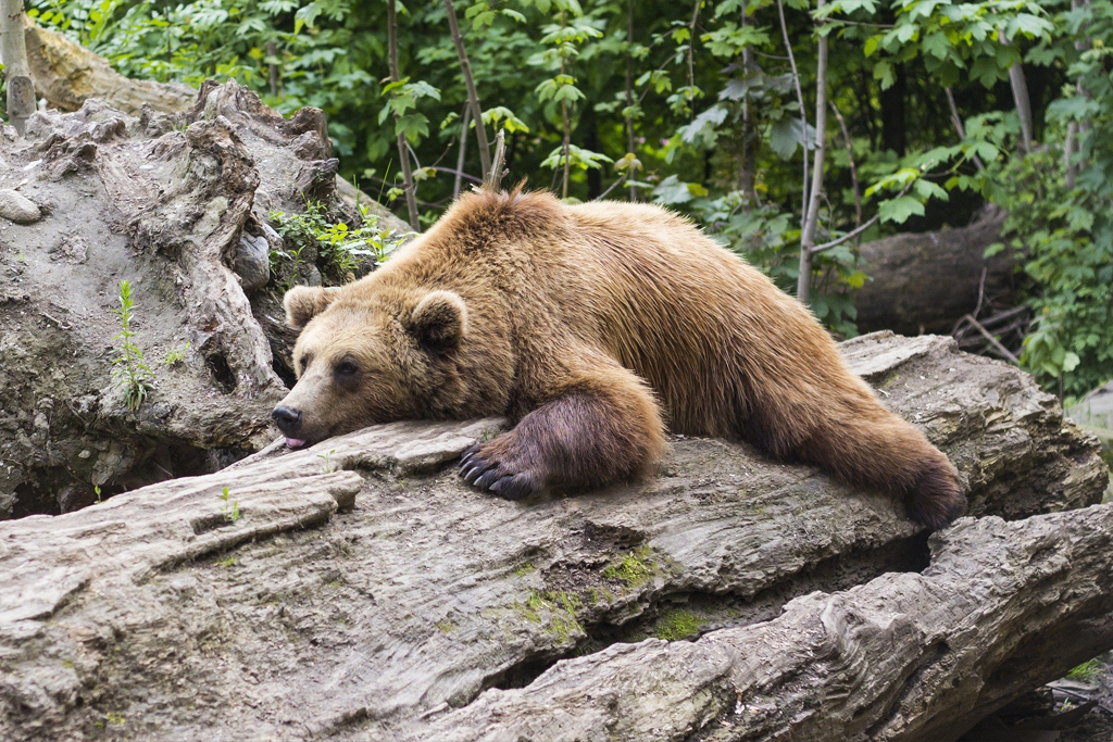 Quando il sonno è difficile